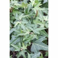 BAUHAUS Piardino Efeu Hedera Helix, Grün/Gelb -Gartenpflanzen Verkäufe 12 666