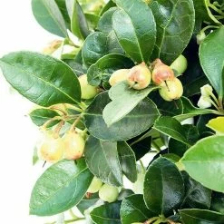 BAUHAUS Piardino Rote Teppichbeere Gaultheria Procumbens, Topfgröße: 13 Cm, Hellrosa -Gartenpflanzen Verkäufe 12 668