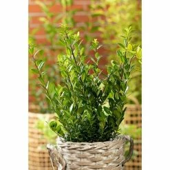 BAUHAUS Piardino Bergilex Robustico Ilex Crenata 'Robustico' 9 BAUHAUS Piardino Bergilex Robustico Ilex Crenata 'Robustico' -Gartenpflanzen Verkäufe 12 67