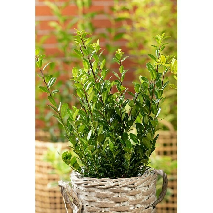 BAUHAUS Piardino Bergilex Robustico Ilex Crenata 'Robustico' 6 BAUHAUS Piardino Bergilex Robustico Ilex Crenata 'Robustico' – Bild 4