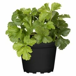 BAUHAUS Piardino Dreiblättrige Waldsteinie Waldsteinia Ternata, Gelb