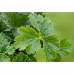 BAUHAUS Piardino Dreiblättrige Waldsteinie Waldsteinia Ternata, Gelb -Gartenpflanzen Verkäufe 12 672