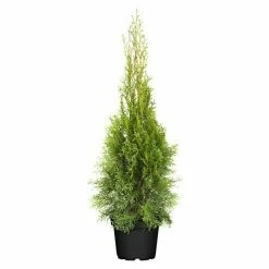 BAUHAUS Piardino Lebensbaum Smaragd Thuja Occidentalis 'Smaragd', Topfgröße: 21 Cm