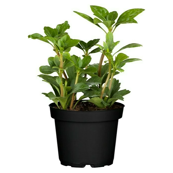 BAUHAUS Piardino Dickmännchen Schattengrün Weiß 3 BAUHAUS Piardino Dickmännchen Schattengrün Weiß