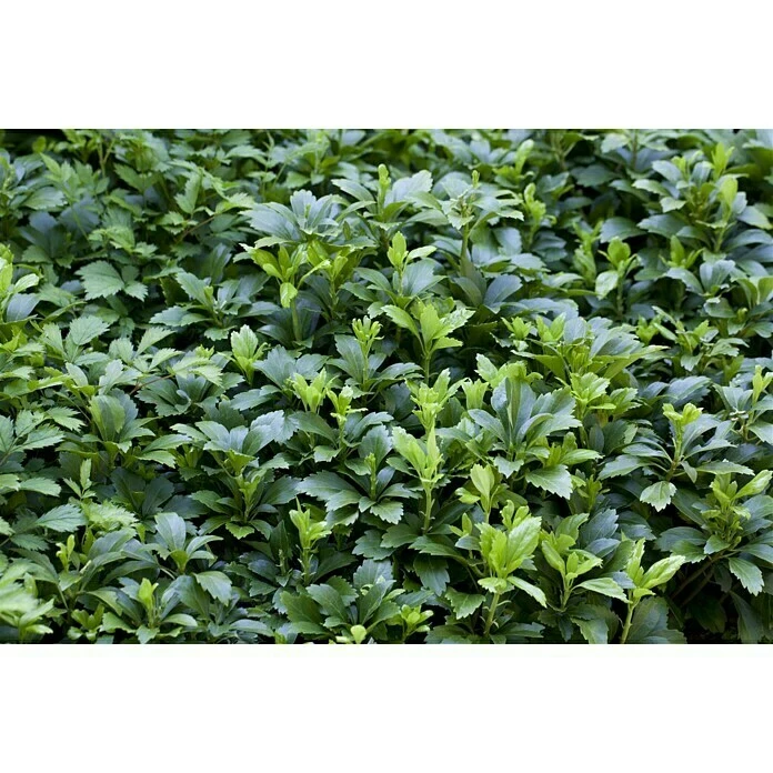 BAUHAUS Piardino Dickmännchen Schattengrün Weiß 4 BAUHAUS Piardino Dickmännchen Schattengrün Weiß – Bild 2