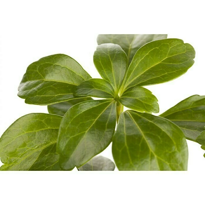 BAUHAUS Piardino Dickmännchen Schattengrün Weiß 5 BAUHAUS Piardino Dickmännchen Schattengrün Weiß – Bild 3