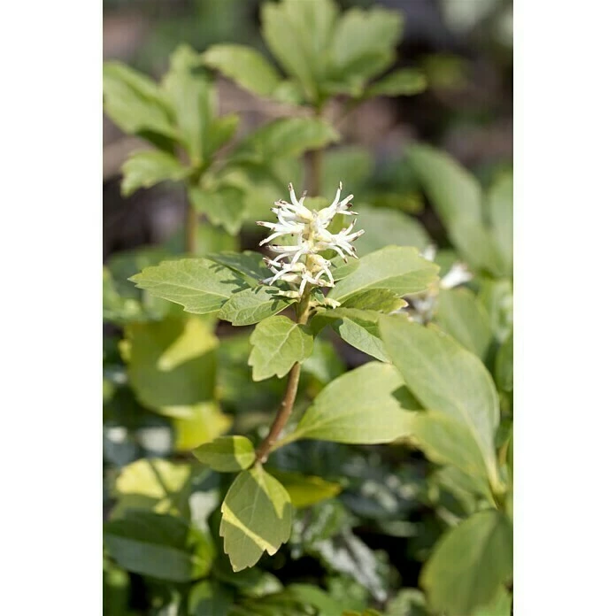 BAUHAUS Piardino Dickmännchen Schattengrün Weiß 6 BAUHAUS Piardino Dickmännchen Schattengrün Weiß – Bild 4