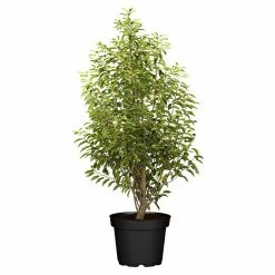 BAUHAUS Piardino Portugiesische Lorbeerkirsche Prunus Lusitanica 'Angustifolia', Topfgröße: 23 Cm