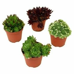 BAUHAUS Piardino Hauswurz Sempervivum, Topfgröße: 9 Cm, Grün