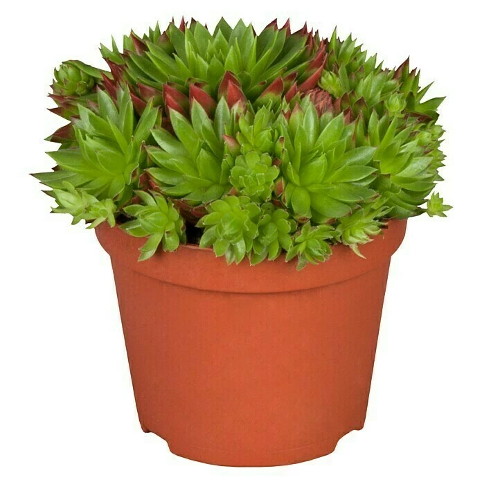 BAUHAUS Piardino Hauswurz Sempervivum, Topfgröße: 9 Cm, Grün 4 BAUHAUS Piardino Hauswurz Sempervivum, Topfgröße: 9 Cm, Grün – Bild 2