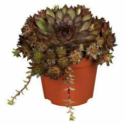 BAUHAUS Piardino Hauswurz Sempervivum, Topfgröße: 9 Cm, Grün 9 BAUHAUS Piardino Hauswurz Sempervivum, Topfgröße: 9 Cm, Grün -Gartenpflanzen Verkäufe 12 688