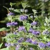 BAUHAUS Bartblume Caryopteris Clandonensis 'Heavenly Blue' 2 BAUHAUS Bartblume Caryopteris Clandonensis 'Heavenly Blue' -Gartenpflanzen Verkäufe 12 69