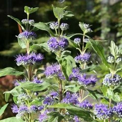 BAUHAUS Bartblume Caryopteris Clandonensis 'Heavenly Blue'