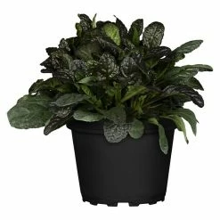 BAUHAUS Piardino Staude Kriechender Günsel 'Burgundy Glow' Ajuga Reptans 'Burgundy Glow', Topfgröße: 13 Cm