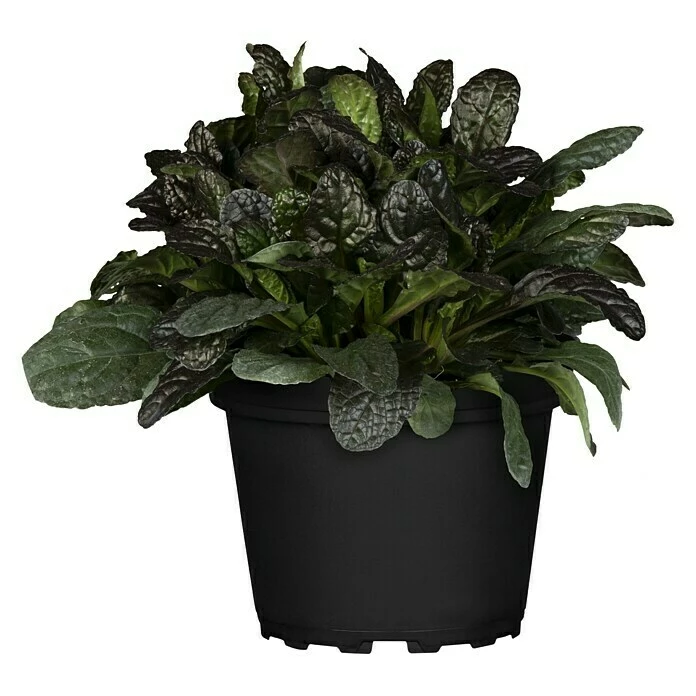 BAUHAUS Piardino Staude Kriechender Günsel 'Burgundy Glow' Ajuga Reptans 'Burgundy Glow', Topfgröße: 13 Cm 3 BAUHAUS Piardino Staude Kriechender Günsel 'Burgundy Glow' Ajuga Reptans 'Burgundy Glow', Topfgröße: 13 Cm