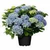 BAUHAUS Piardino Bauernhortensie Hydrangea Macrophylla, Blau 1 BAUHAUS Piardino Bauernhortensie Hydrangea Macrophylla, Blau -Gartenpflanzen Verkäufe 12 692