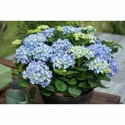 BAUHAUS Piardino Bauernhortensie Hydrangea Macrophylla, Blau -Gartenpflanzen Verkäufe 12 693