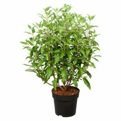 BAUHAUS Piardino Bartblume Caryopteris Clandonensis 'Grand Blue'