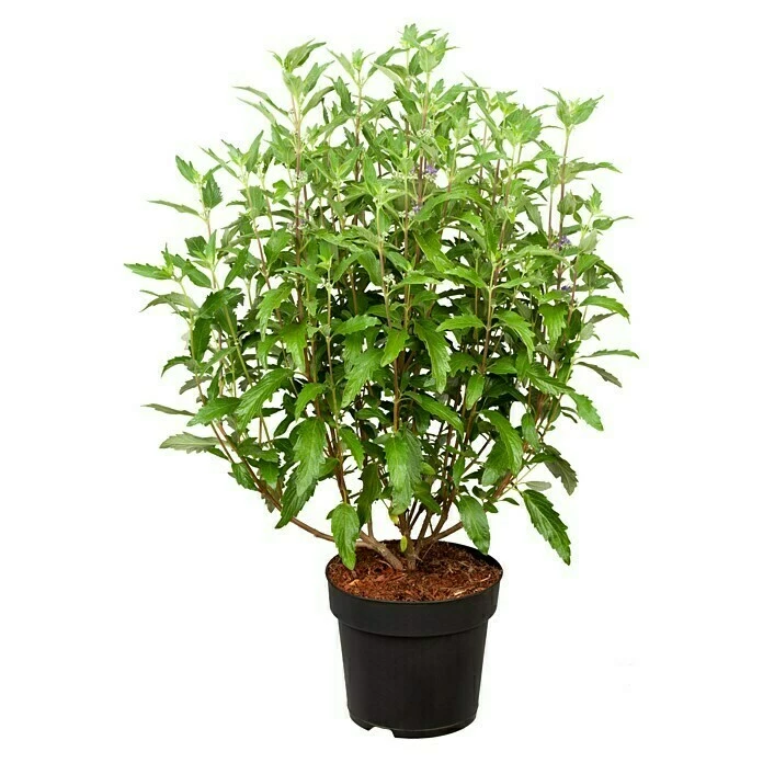 BAUHAUS Piardino Bartblume Caryopteris Clandonensis 'Grand Blue' 3 BAUHAUS Piardino Bartblume Caryopteris Clandonensis 'Grand Blue'