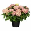 BAUHAUS Piardino Bauernhortensie Hydrangea Macrophylla, Rot -Gartenpflanzen Verkäufe 12 698