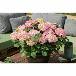 BAUHAUS Piardino Bauernhortensie Hydrangea Macrophylla, Rot -Gartenpflanzen Verkäufe 12 699