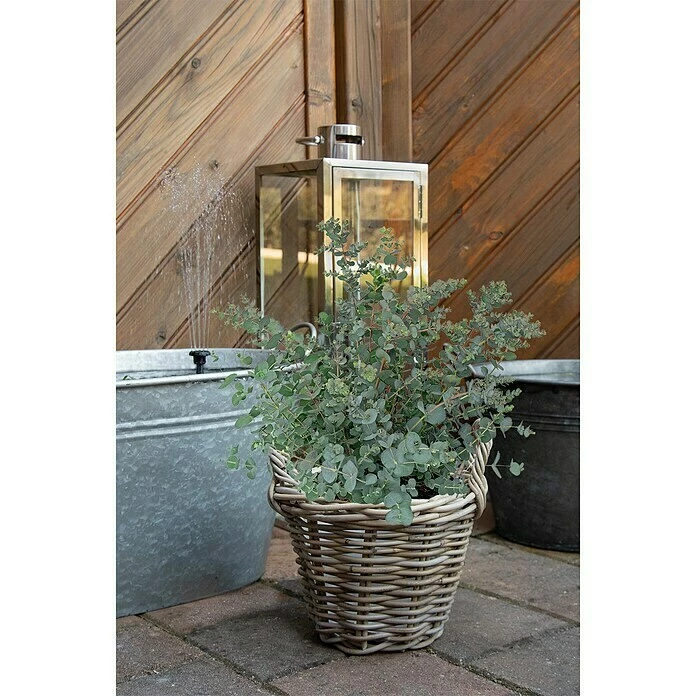 BAUHAUS Eukalyptus Eucalyptus Gunnii 4 BAUHAUS Eukalyptus Eucalyptus Gunnii – Bild 2