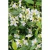 BAUHAUS Pfeifenstrauch Philadelphus Fl'Aroma® 'Polar Race', 5 L, Weiß 2 BAUHAUS Pfeifenstrauch Philadelphus Fl'Aroma® 'Polar Race', 5 L, Weiß -Gartenpflanzen Verkäufe 12 70