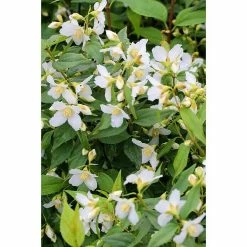BAUHAUS Pfeifenstrauch Philadelphus Fl'Aroma® 'Polar Race', 5 L, Weiß