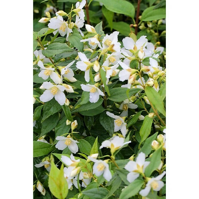 BAUHAUS Pfeifenstrauch Philadelphus Fl'Aroma® 'Polar Race', 5 L, Weiß 3 BAUHAUS Pfeifenstrauch Philadelphus Fl'Aroma® 'Polar Race', 5 L, Weiß