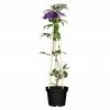 BAUHAUS Piardino Waldrebe Clematis Blau, Topfgröße: 2 L, Blau
