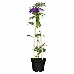 BAUHAUS Piardino Waldrebe Clematis Blau, Topfgröße: 2 L, Blau