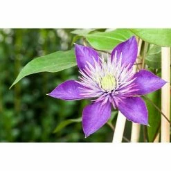 BAUHAUS Piardino Waldrebe Clematis Blau, Topfgröße: 2 L, Blau -Gartenpflanzen Verkäufe 12 702