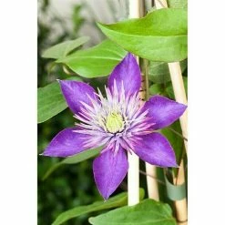BAUHAUS Piardino Waldrebe Clematis Blau, Topfgröße: 2 L, Blau -Gartenpflanzen Verkäufe 12 703