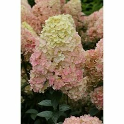 BAUHAUS Rispen-Hortensie Hydrangea Paniculata 'Sundae Fraise'®, Weiß/Rosa