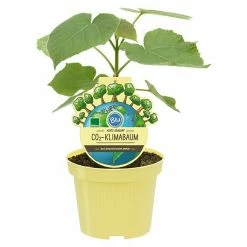 BAUHAUS Blu Bio Blauglockenbaum Paulownia Tomentosa, Lila