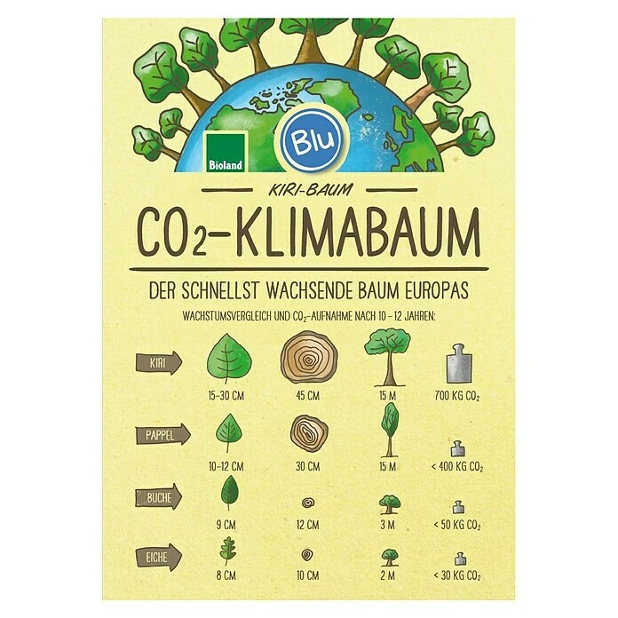 BAUHAUS Blu Bio Blauglockenbaum Paulownia Tomentosa, Lila 4 BAUHAUS Blu Bio Blauglockenbaum Paulownia Tomentosa, Lila – Bild 2