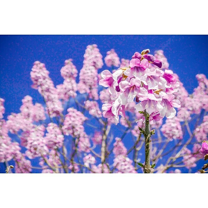 BAUHAUS Blu Bio Blauglockenbaum Paulownia Tomentosa, Lila 5 BAUHAUS Blu Bio Blauglockenbaum Paulownia Tomentosa, Lila – Bild 3