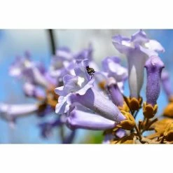 BAUHAUS Blu Bio Blauglockenbaum Paulownia Tomentosa, Lila 11 BAUHAUS Blu Bio Blauglockenbaum Paulownia Tomentosa, Lila -Gartenpflanzen Verkäufe 12 709