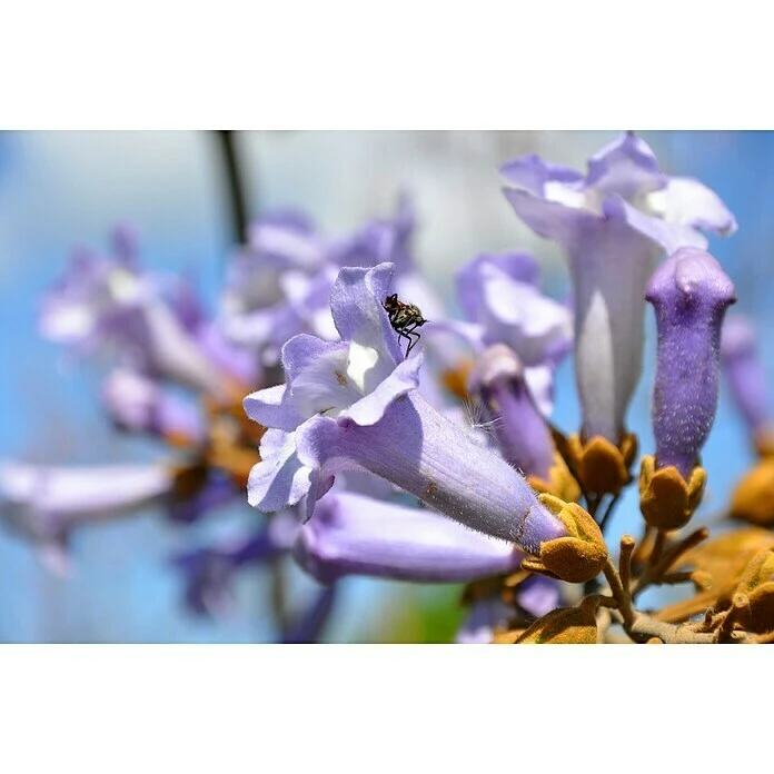 BAUHAUS Blu Bio Blauglockenbaum Paulownia Tomentosa, Lila 7 BAUHAUS Blu Bio Blauglockenbaum Paulownia Tomentosa, Lila – Bild 5