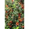 BAUHAUS Stechpalme Ilex Aquifolium 'Alaska', Weiß, Topfvolumen: 2,3 L