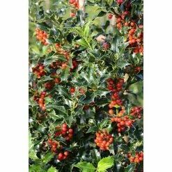 BAUHAUS Stechpalme Ilex Aquifolium 'Alaska', Weiß, Topfvolumen: 2,3 L