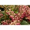 BAUHAUS Japanisches Schattenglöckchen Pieris Japonica 'Polar Passion', Topfvolumen: 6 L