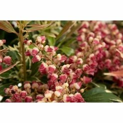 BAUHAUS Japanisches Schattenglöckchen Pieris Japonica 'Polar Passion', Topfvolumen: 6 L