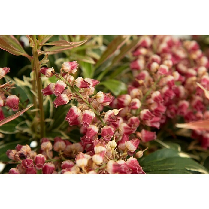 BAUHAUS Japanisches Schattenglöckchen Pieris Japonica 'Polar Passion', Topfvolumen: 6 L 3 BAUHAUS Japanisches Schattenglöckchen Pieris Japonica 'Polar Passion', Topfvolumen: 6 L