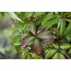 BAUHAUS Piardino Wilder Wein Parthenocissus, Topfgröße: 21 Cm