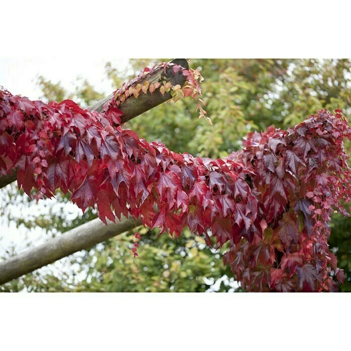 BAUHAUS Piardino Wilder Wein Parthenocissus, Topfgröße: 21 Cm 4 BAUHAUS Piardino Wilder Wein Parthenocissus, Topfgröße: 21 Cm – Bild 2