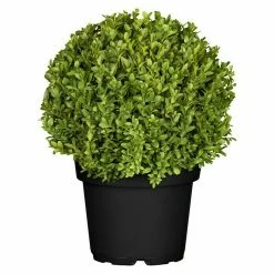 BAUHAUS Piardino Buchsbaum Buxus Sempervirens, Topfvolumen: 15 L