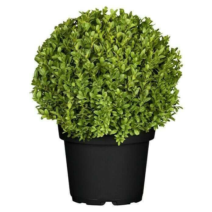 BAUHAUS Piardino Buchsbaum Buxus Sempervirens, Topfvolumen: 15 L 3 BAUHAUS Piardino Buchsbaum Buxus Sempervirens, Topfvolumen: 15 L