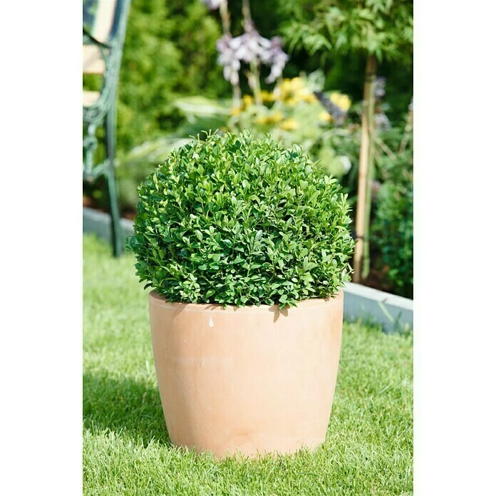 BAUHAUS Piardino Buchsbaum Buxus Sempervirens, Topfvolumen: 15 L 4 BAUHAUS Piardino Buchsbaum Buxus Sempervirens, Topfvolumen: 15 L – Bild 2