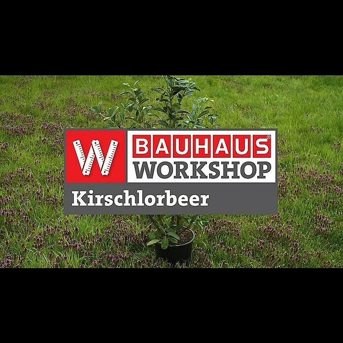 BAUHAUS Piardino Kirschlorbeer Prunus Lusitanica 5 BAUHAUS Piardino Kirschlorbeer Prunus Lusitanica – Bild 3
